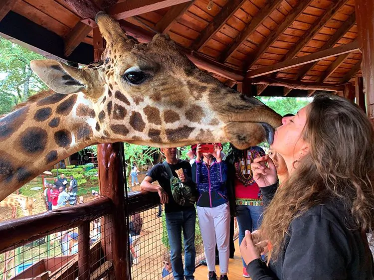 A view of Giraffe Centre